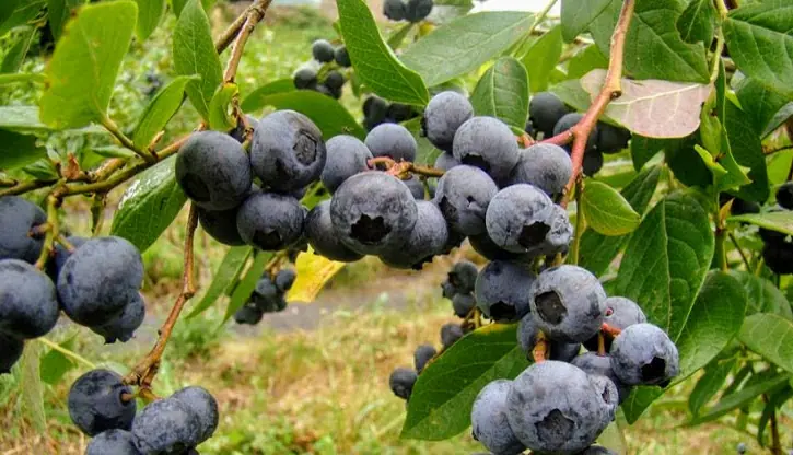 Arándanos ecológicos