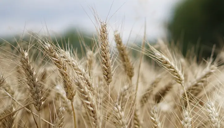 Cereales y harinas ecológicas
