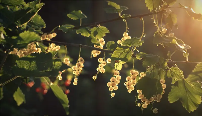 Uvas ecológicas